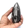 Orthoceras-Fossil aus Marokko - 9