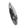 Orthoceras Fossil Marokko - 3