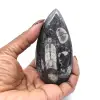 Orthoceras-Fossil aus Marokko - 10
