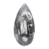 Orthoceras Fossil Marokko - 1