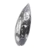 Orthoceras Fossil Marokko - 2