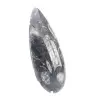 Orthoceras Fossil Marokko - 3