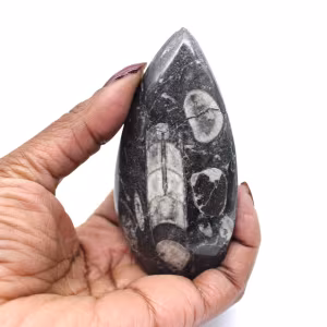 Orthoceras Fossil Marokko
