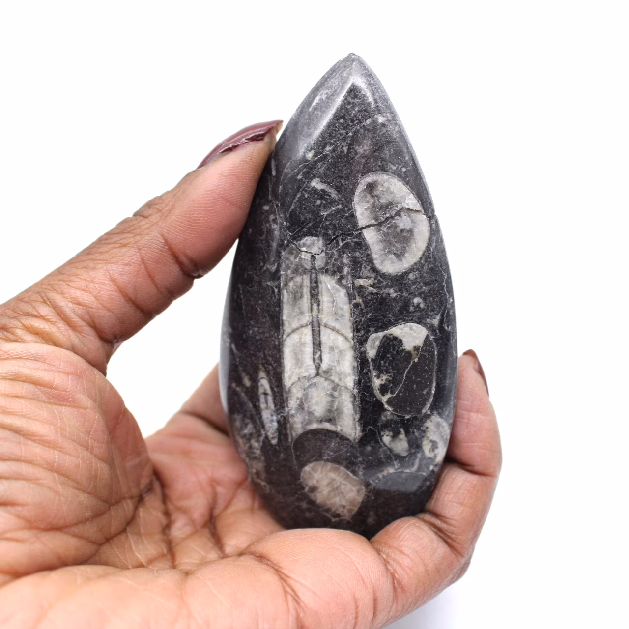 Orthoceras Fossil Marokko