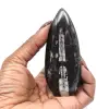 Orthoceras-Fossil - 0
