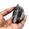 Orthoceras von Marokko - 0