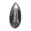 Polierte Orthoceras - 1