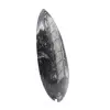 Polierte Orthoceras - 3