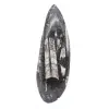 Orthoceras Fossil Marokko - 1