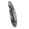 Orthoceras Fossil Marokko - 3