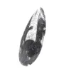 Orthoceras-Fossil aus Marokko - 2