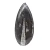 Orthoceras-Fossil aus Marokko - 1