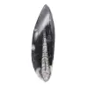 Orthoceras Fossil Marokko - 1