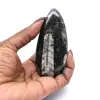 Orthoceras-Fossil - 0