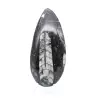 Orthoceras-Fossil - 1