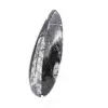 Orthoceras-Fossil - 2