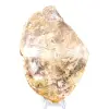 Natürlich poliertes versteinertes Holz - 1