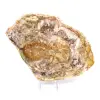 Natürlich poliertes versteinertes Holz - 2
