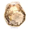 Natürlich poliertes versteinertes Holz - 1