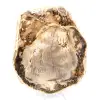 Natürlich poliertes versteinertes Holz - 2