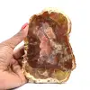 Natürliches versteinertes Holz - 0