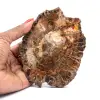 Natürliches versteinertes Holz - 0