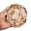 Natürliches verkieseltes Holz - 0