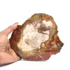 Scheibe versteinertes Holz aus Madagaskar - 0