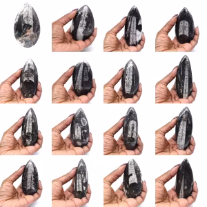Orthoceras-Fossil aus Marokko