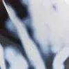 Ornamentalchat - 7
