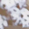 Ornamentalchat - 7
