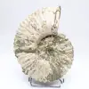 Ammonit Douvilleiceras inaequinodum - 1
