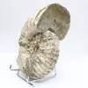 Ammonit Douvilleiceras inaequinodum - 2