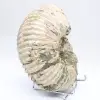 Ammonit Douvilleiceras inaequinodum - 3