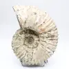 Ammonit Douvilleiceras inaequinodum - 4