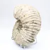 Ammonit Douvilleiceras inaequinodum - 6