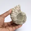 Ammonit Douvilleiceras inaequinodum - 0