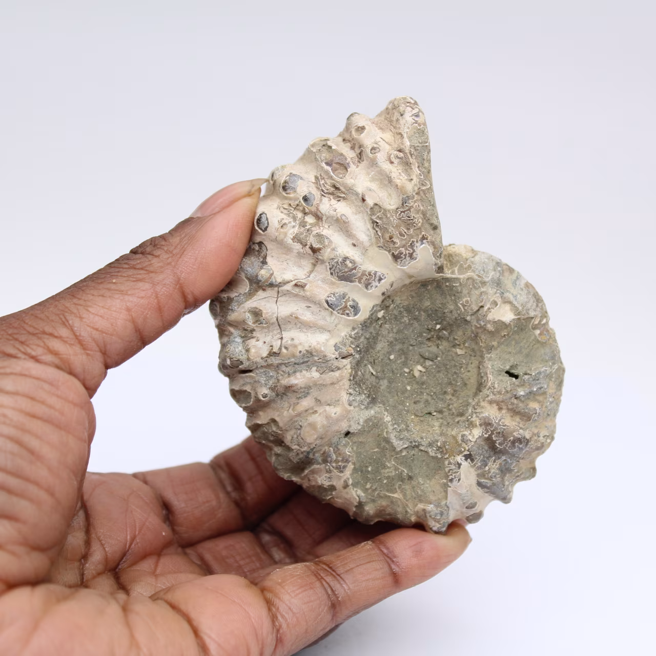 Ammonit Douvilleiceras inaequinodum