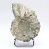 Ammonit Douvilleiceras inaequinodum - 1