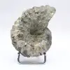 Ammonit Douvilleiceras inaequinodum - 4