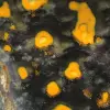 Freiform-Hummeljaspis: Authentisches Sammlerstück - 10