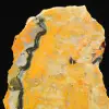 Indonesische Hummeljaspis-Scheibe - 7