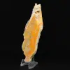 Indonesischer Hummeljaspis: ein Ausstellungsstück - 5