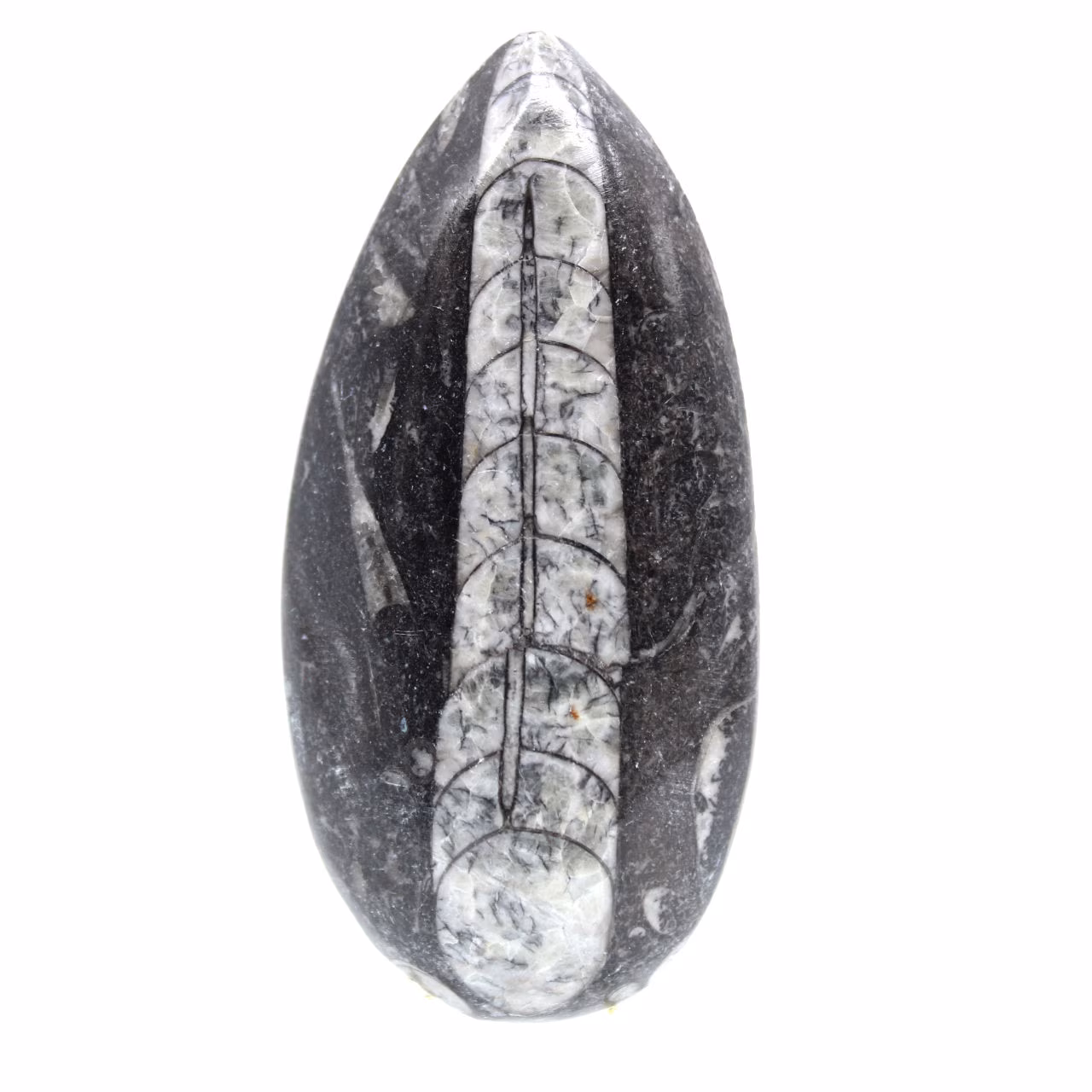 Fossiler Orthoceras aus Marokko