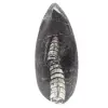 Fossiler Orthoceras - 0