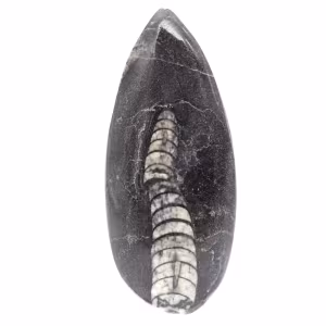 Fossiler Orthoceras
