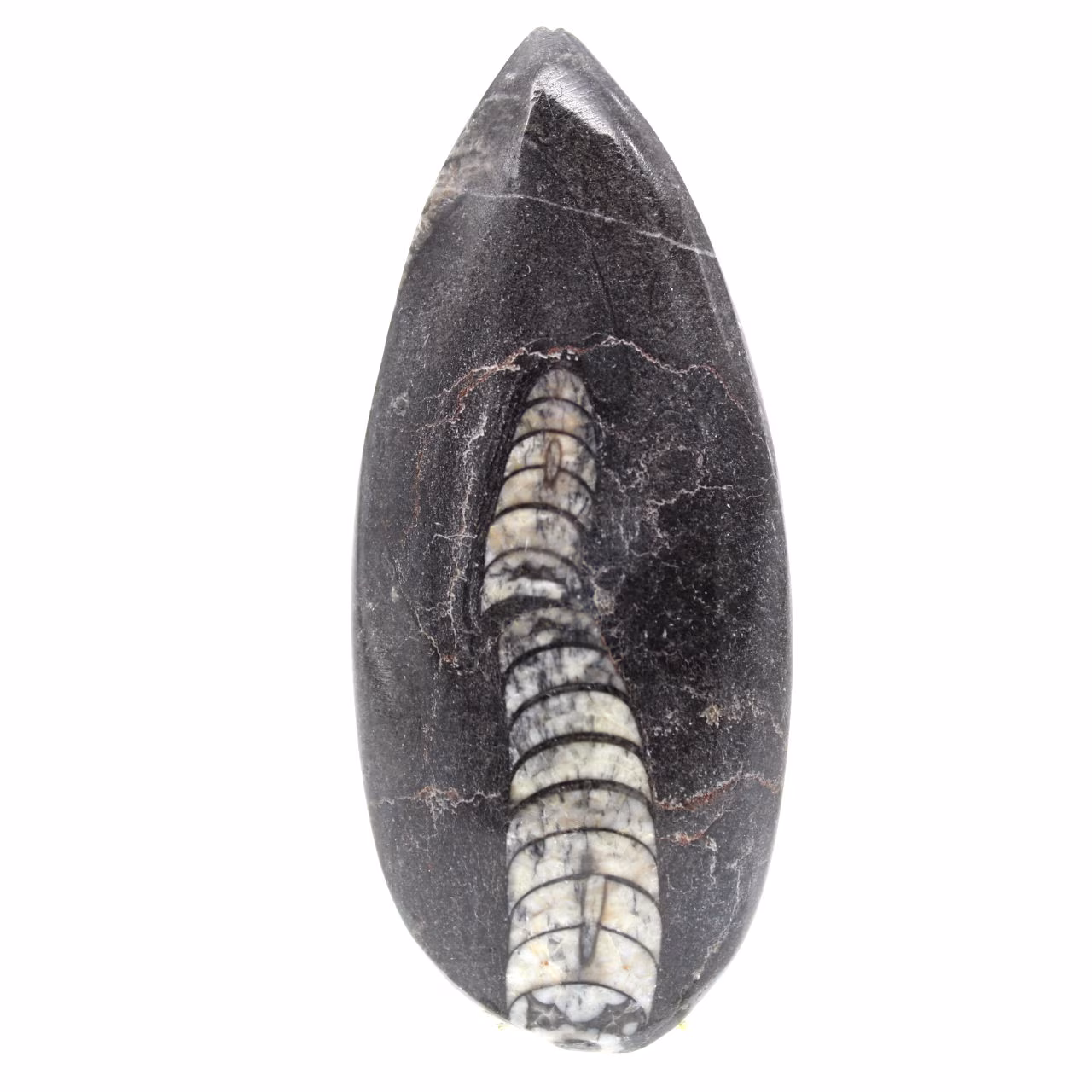 Fossiler Orthoceras