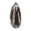 Fossiler Orthoceras aus Marokko - 0