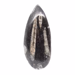 Fossiler Orthoceras aus Marokko