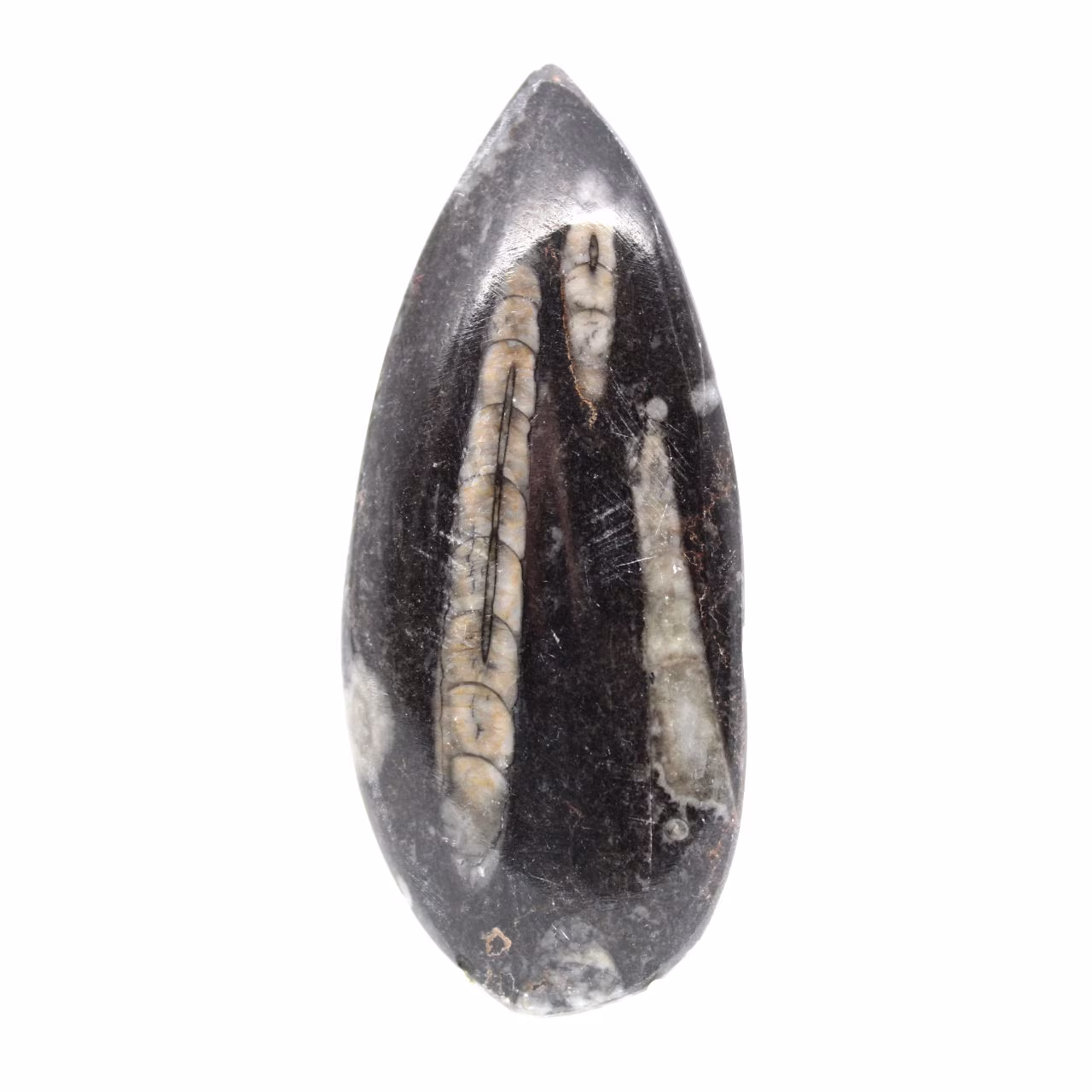 Fossiler Orthoceras aus Marokko